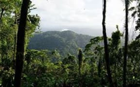 A tropical rainforest on Malaita in Solomon Islands.