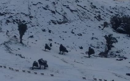 Sheep seeking shelter from snow on Napier - Taupo road.