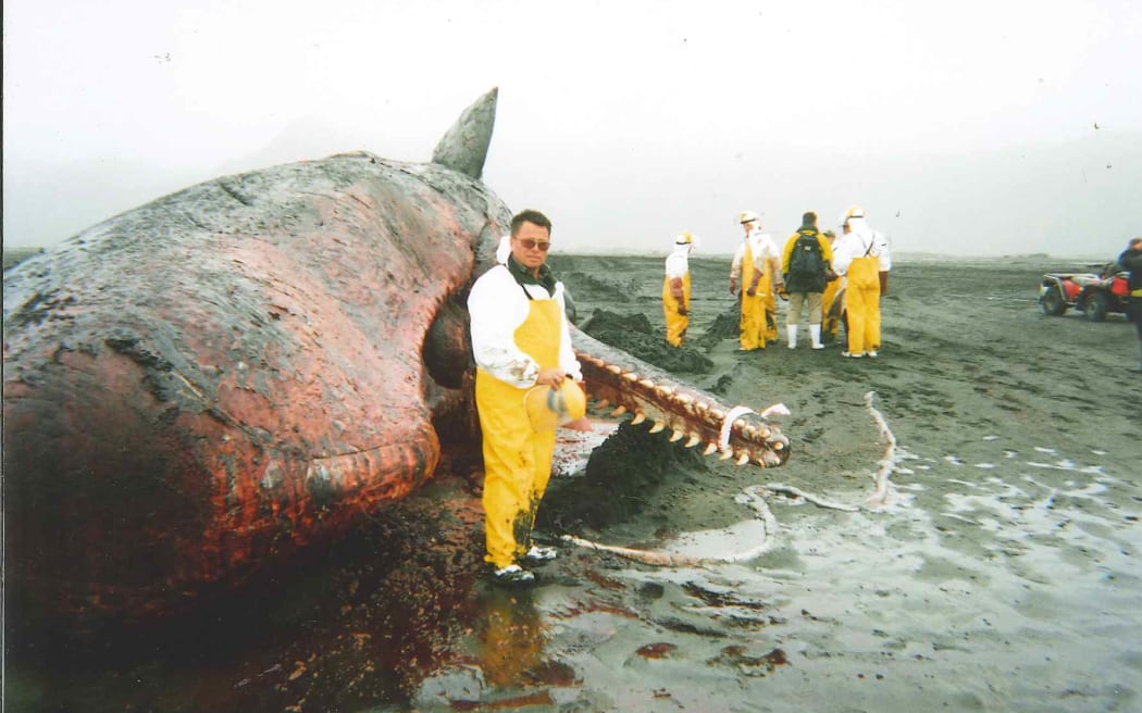 1996: Ngahere ranger Riki Bennett assisting the Kawerau a Maki iwi with the removal of the jawbone of a sperm whale.
