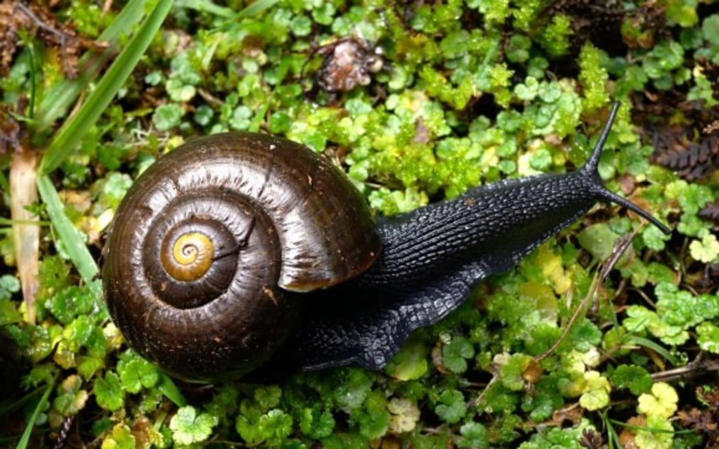 Several large Several powelliphanta marchanti shells and one live snail have been found in Totara Reserve Regional Park.