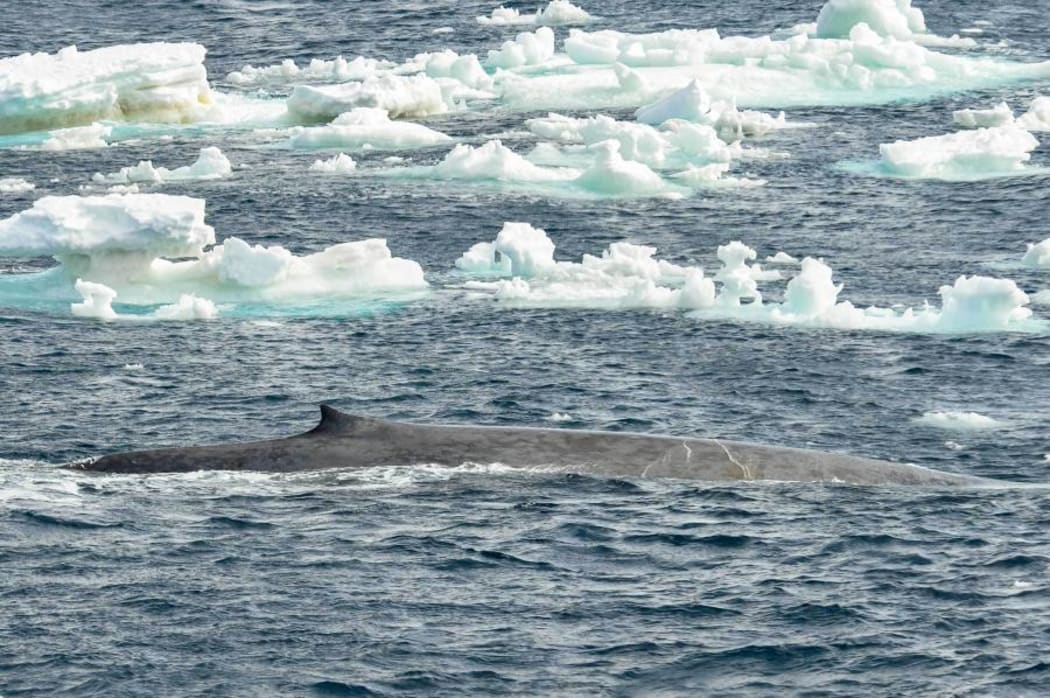 Antarctic blue whale