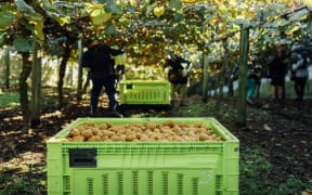 Zespri kiwifruit harvest