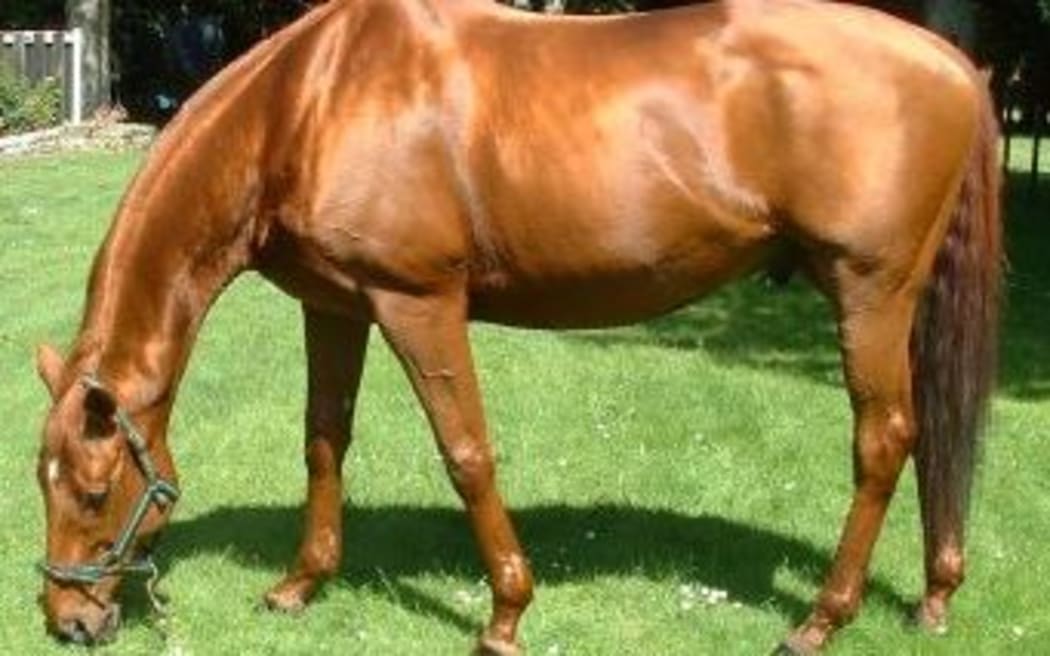 Bonecrusher won seven consecutive group one races in his prime.