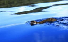 “Stoat swimming”
Stoats pose significant threats as predators of native wildlife. 
(Photo: Peter Morrin).