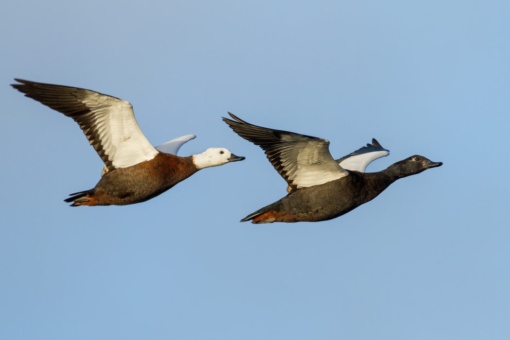 Matt Winter's award winning photo in the inaugural Game Bird Habitat Trust’s photo competition.