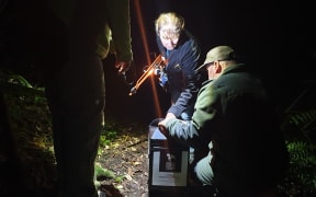 Papa the kiwi about to be released.