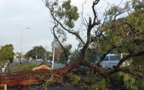 A fallen tree on Great North Road, Western Springs, Auckland.