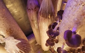 Oyster mushrooms nearly ready for harvest
