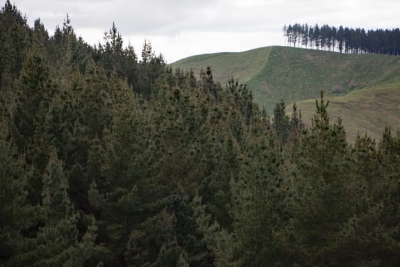 Plantation pines in Tararua district