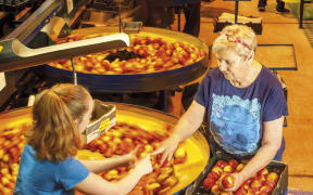 Hintons sorting nectarines