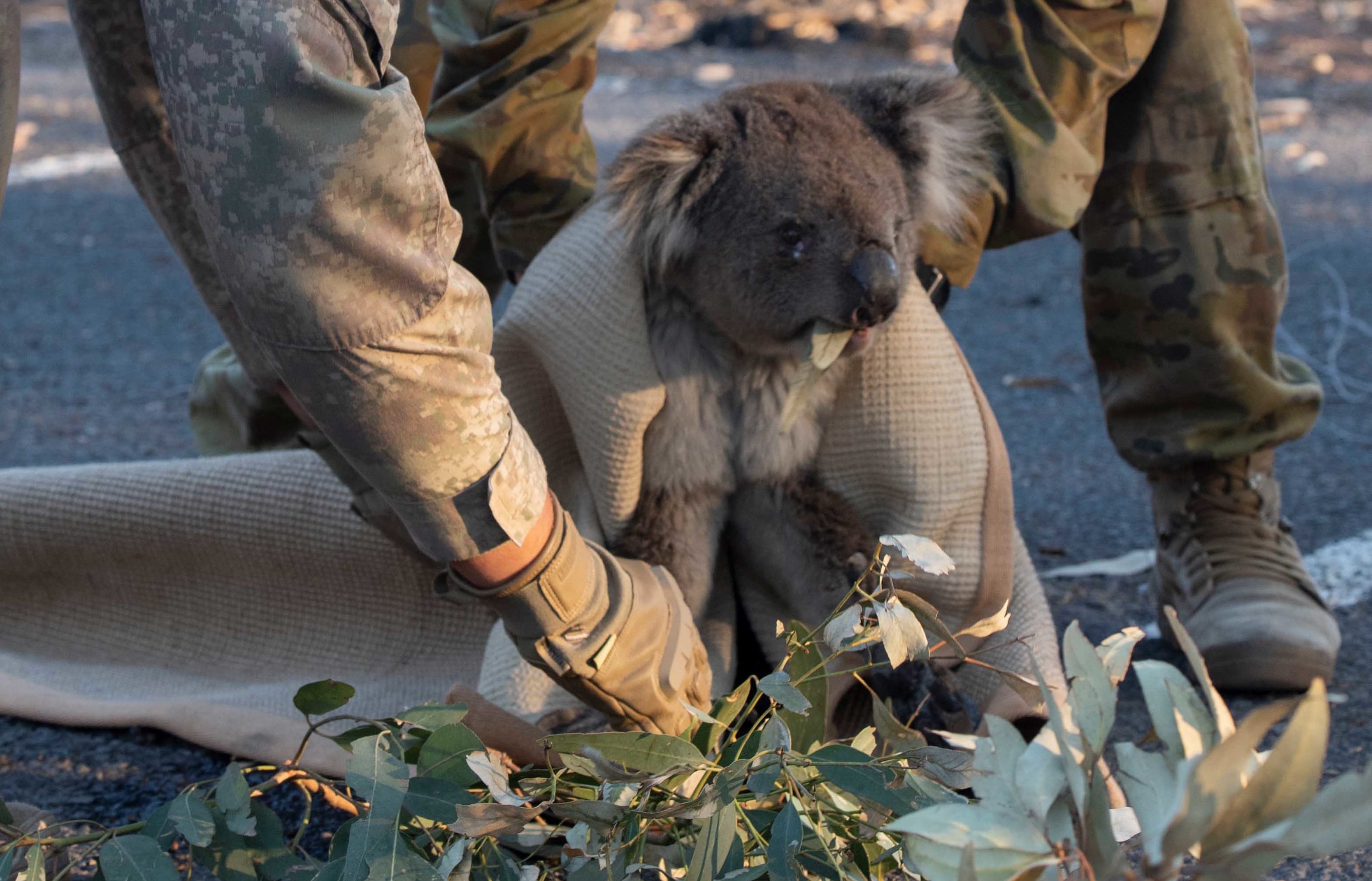 LCPL Schroder and LT Pinheiro help rescue a koala in Findlers Chase National Park.NZ Army and ADF personnel help rescue misplaced Koala at Kangaroo Island during the Australian Bushfires.