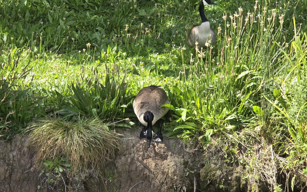 Canada geese at Waiwhetu Stream, Lower Hutt.