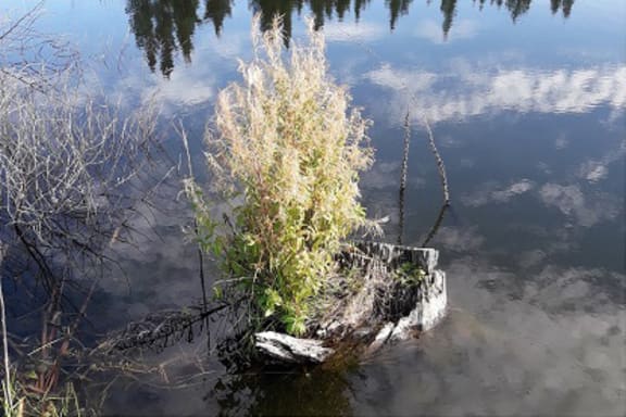 The newly found great willhowherb was characterised by its aggressive growth, and there was concern it may crowd out native wetland plants