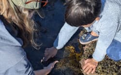 Fisheries are currently reviewing Auckland’s shellfish harvesting rules.