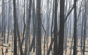 Burnt out forest on the road leading to Marysville, northeast of Melbourne, on 9 February 2009