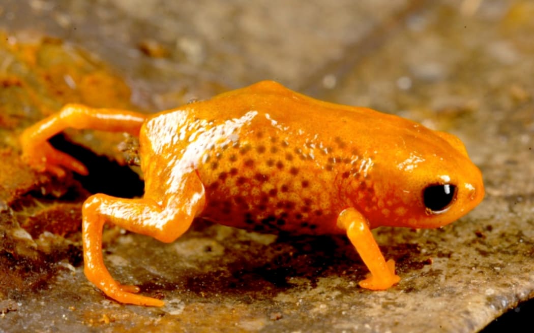 Seven new species of miniature frogs discovered in threatened Brazilian  cloud forest