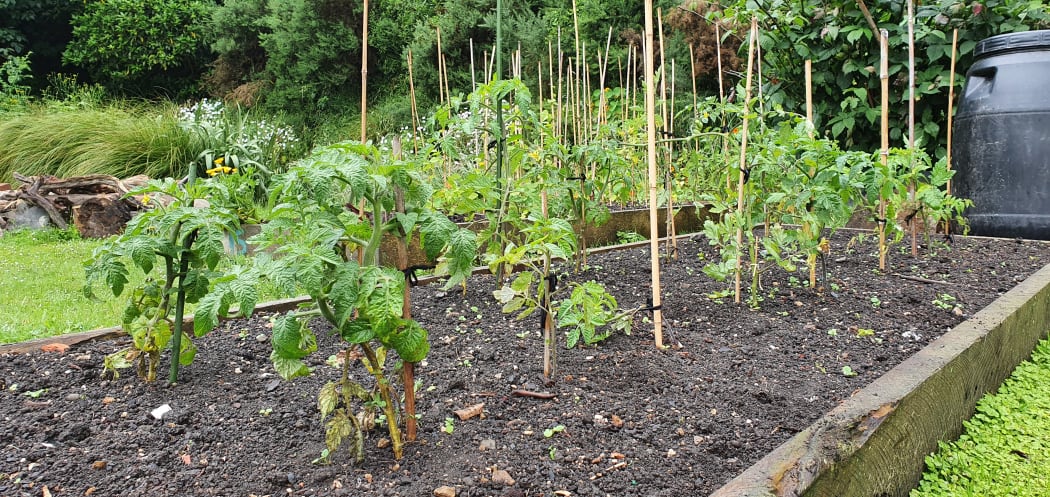 A bed of tomatoes at Innermost Gardens.