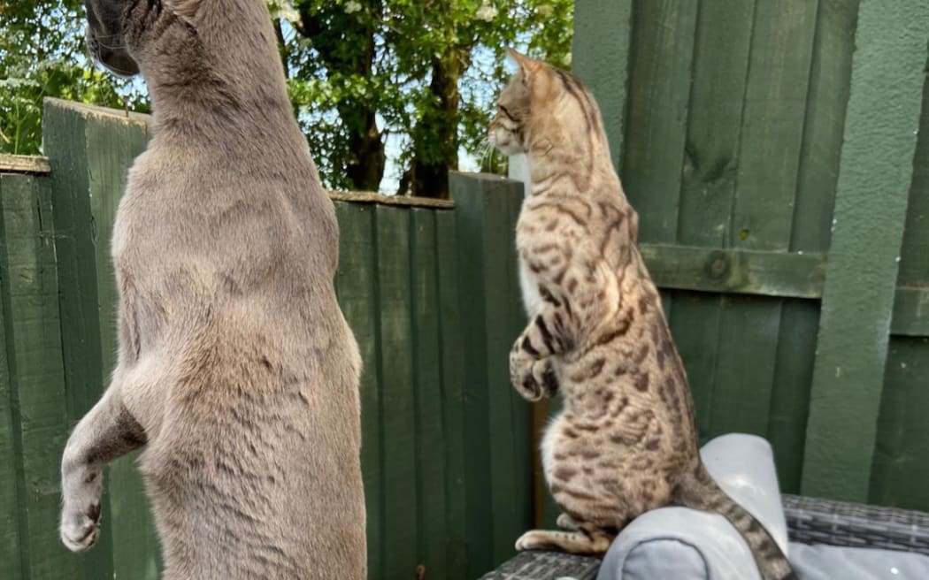 Nosey Neighbours