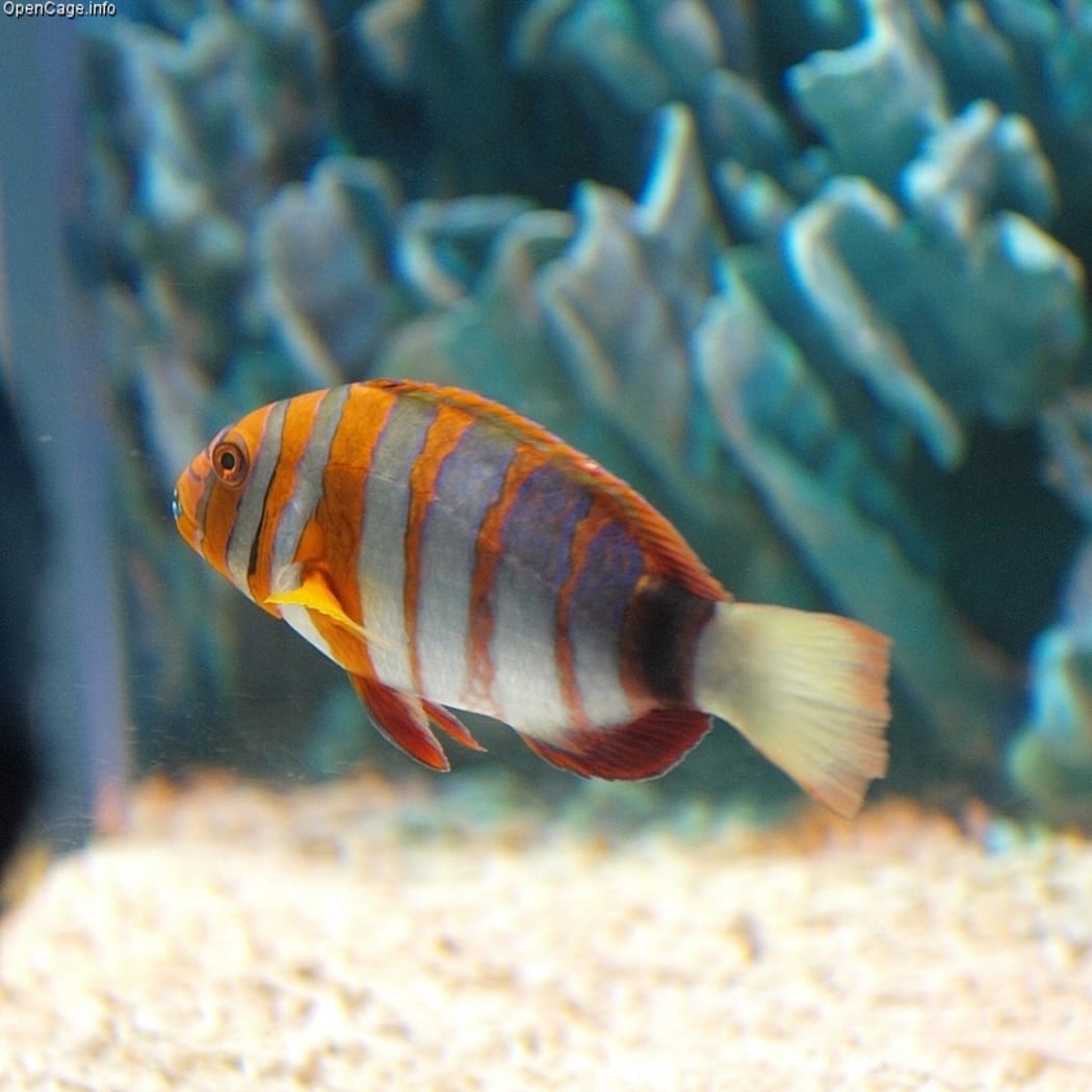 Harlequin tuskfish