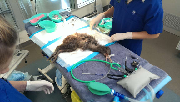 Vets operate on the kiwi.
