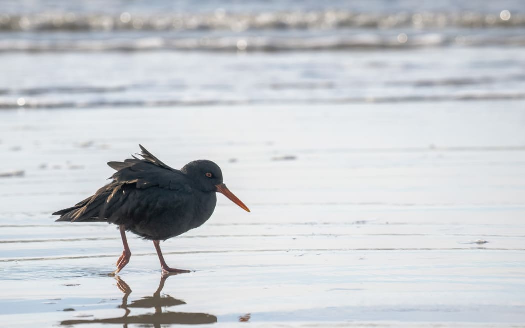A black oystercatcher walking on wet sand on the Otago Peninsula