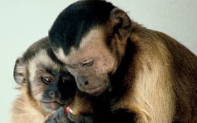Capuchin Monkeys sharing