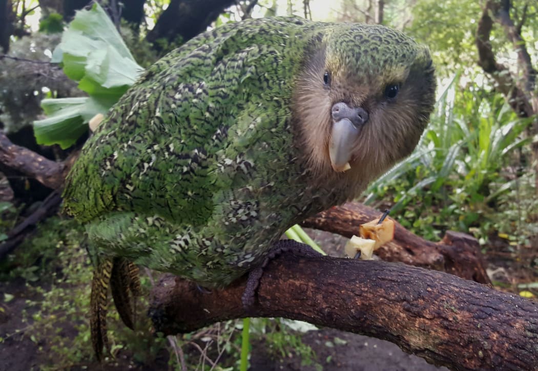 When kākāpō chicks reach 150 days old they graduate to being juveniles. They won't be counted as adults until they are four and a half years old.