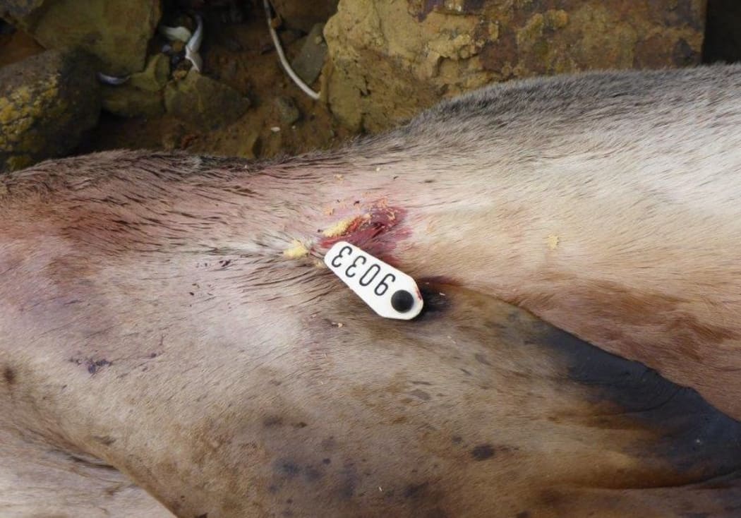 The gunshot wound on Rua.