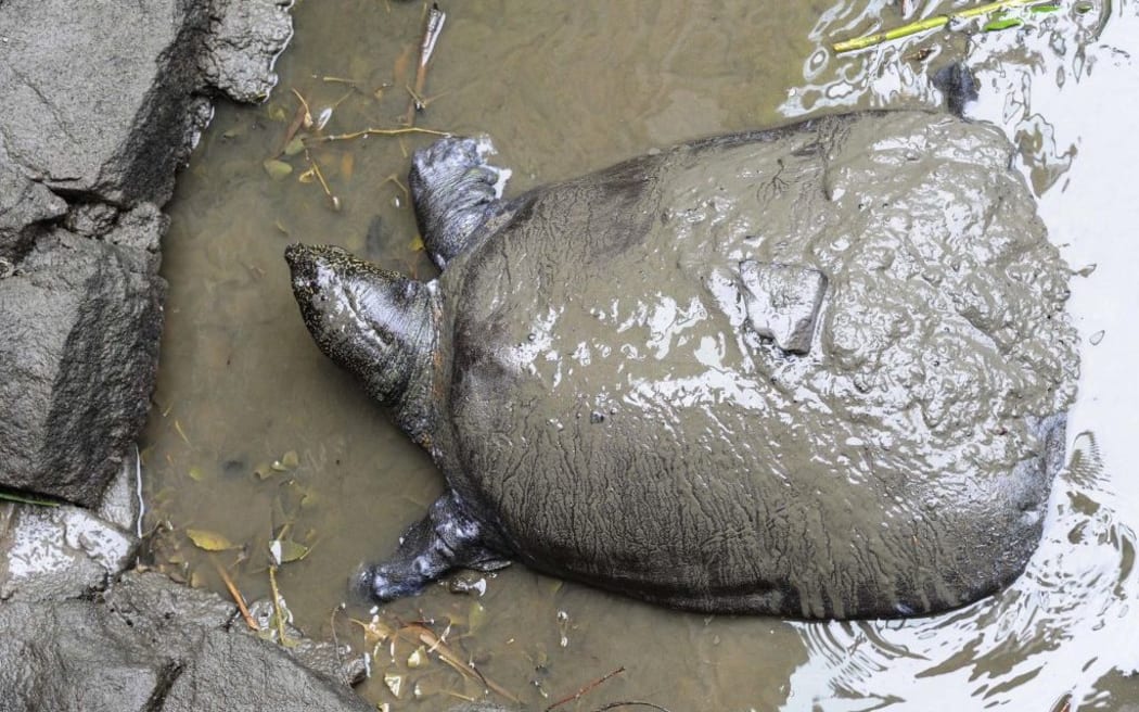 A female Yangtze giant softshell turtle at Suzhou Zoo in Suzhou in China's eastern Jiangsu province.