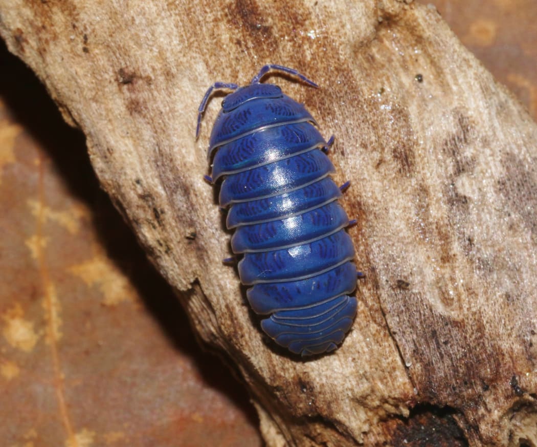 Isopod iridescent (slater)