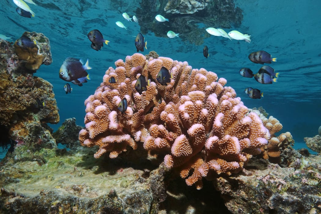 American Samoa coral