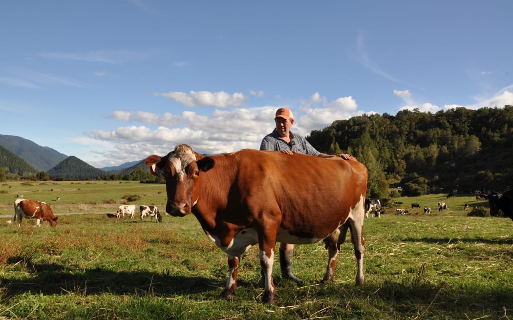 Brian Dineen with_red_Friesian_cow_Biscuits