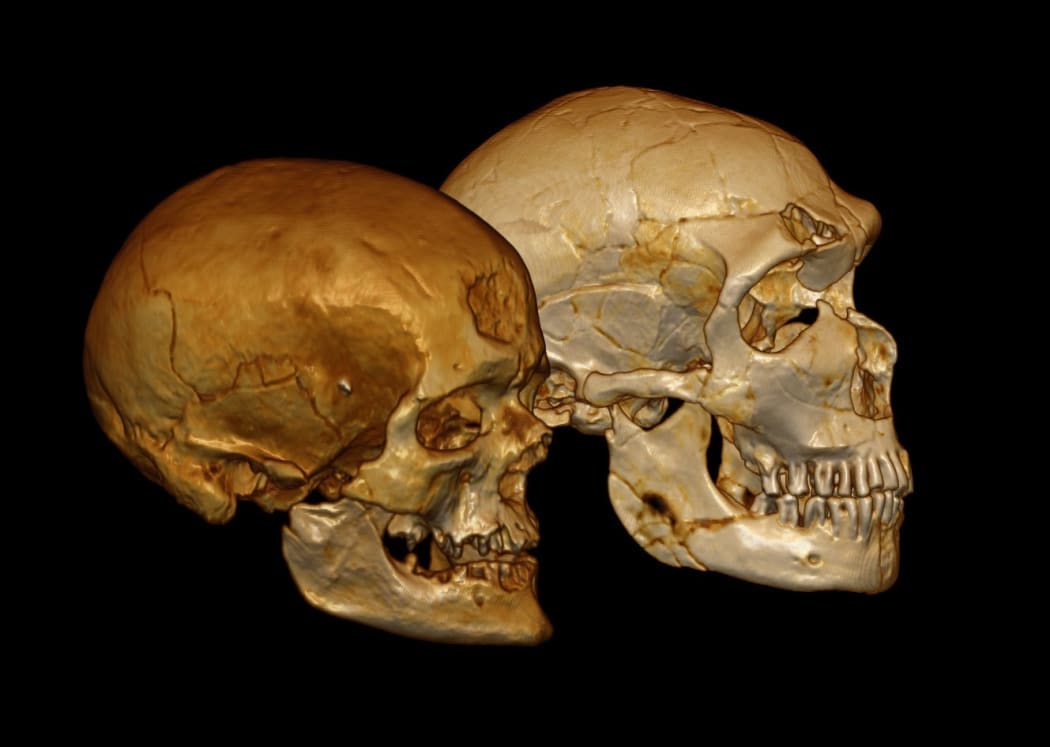 Virtual models of the Cro-Magnon 1 and La Ferrassie 1 skulls.