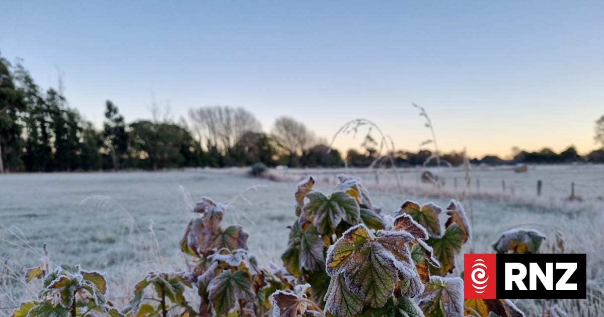 Frost-nipped blackcurrants and a frosty fencepost in rural Canterbury on Friday