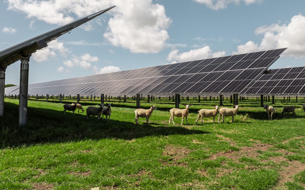 Sheep graze under the panels at Lodestone's Kohirā Solar Farm
