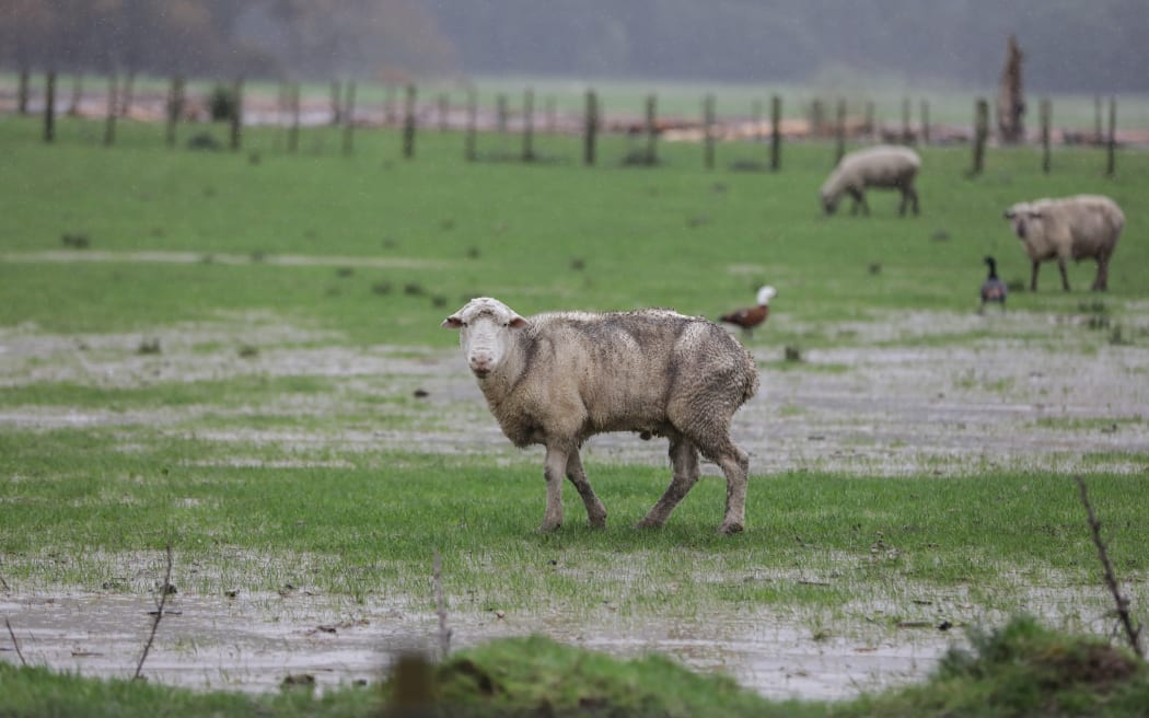 Taloga Bay, heavy rain forced piles of wood onto farmland.