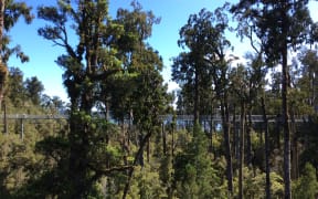 West Coast businesses are selling native seedlings and putting the money towards predator traps that are put in and around places such as the Treetop Walkway in Hokitika.
