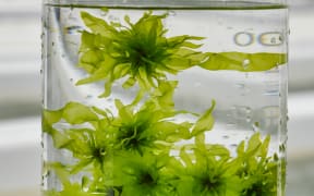 Macroalgae being grown at the FARM