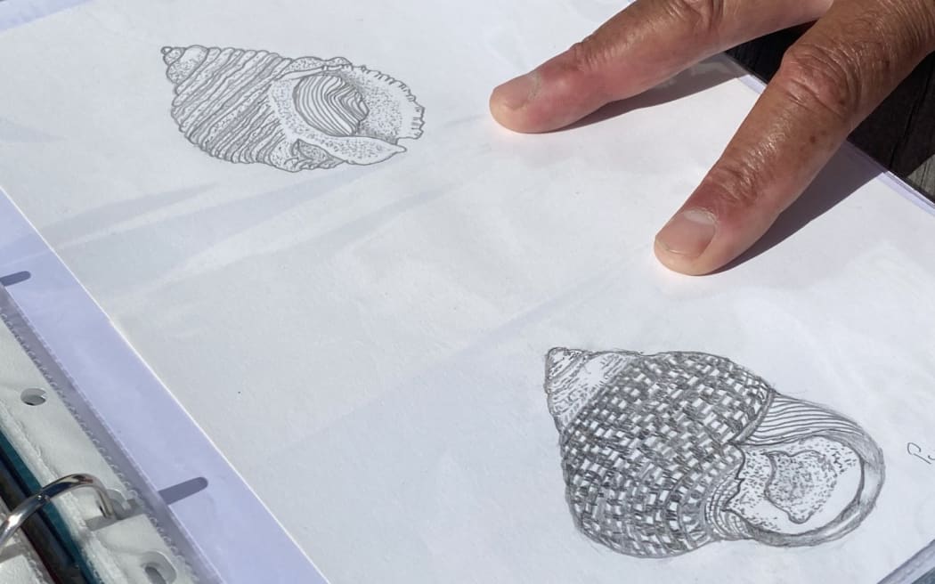 Mason submitted detailed drawings of shellfish that were once common.
