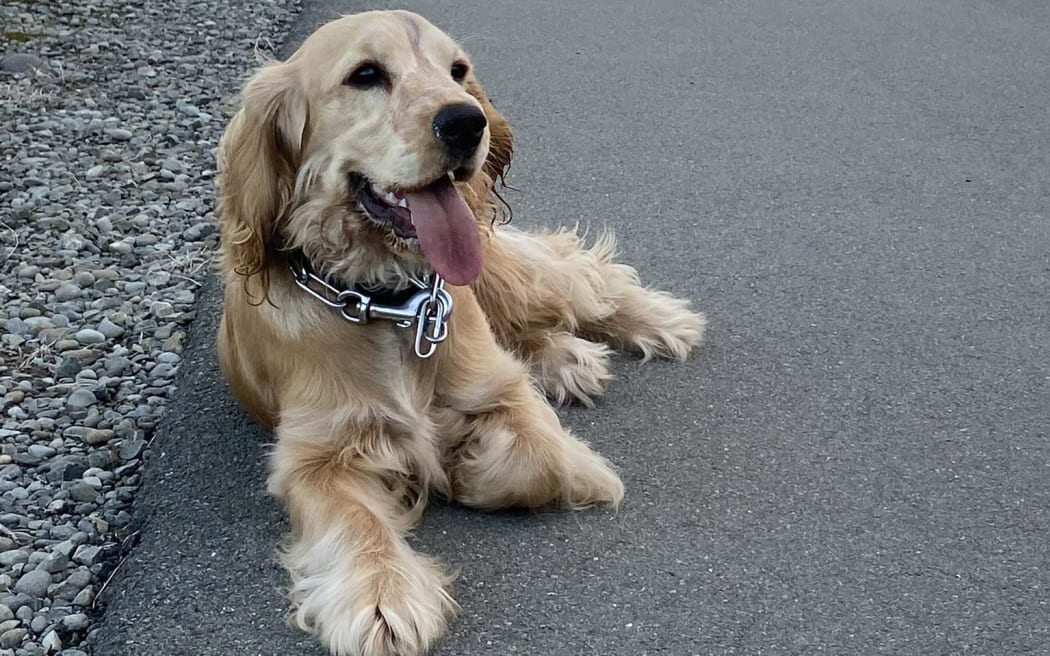 Local Democracy Reporting | RNZ News