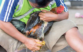 A man prepares his bird before a cockfight