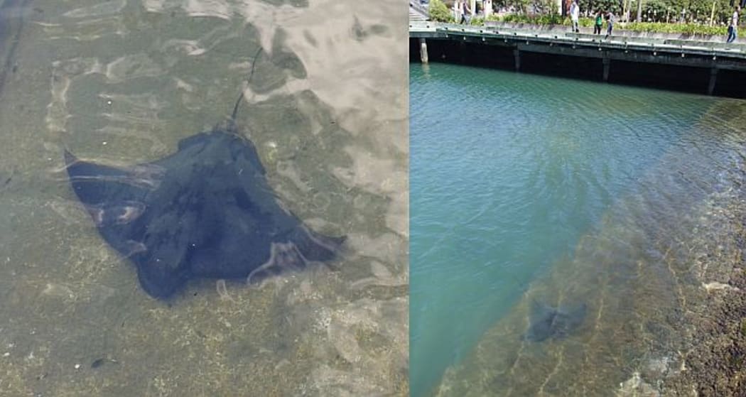 Eagle rays are a common sight in Wellington's Frank Kitt's lagoon during the summer months, either swimming around or basking in the shallows.