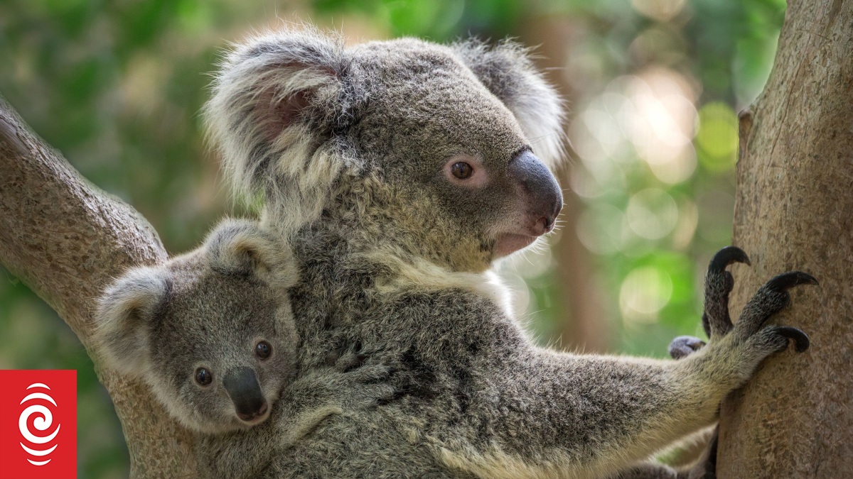 We once killed 600,000 koalas in a year. Now they're Australia's