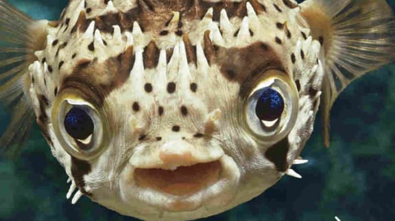 What A Fish Knows