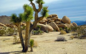 Yucca