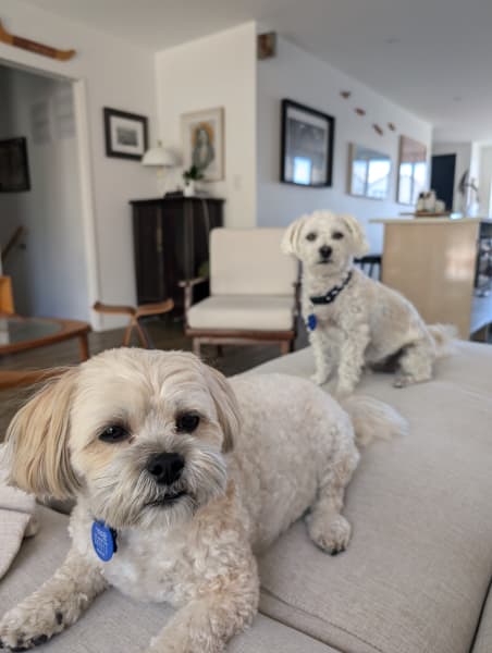 Rangi and Toto enjoying Concert for Animals