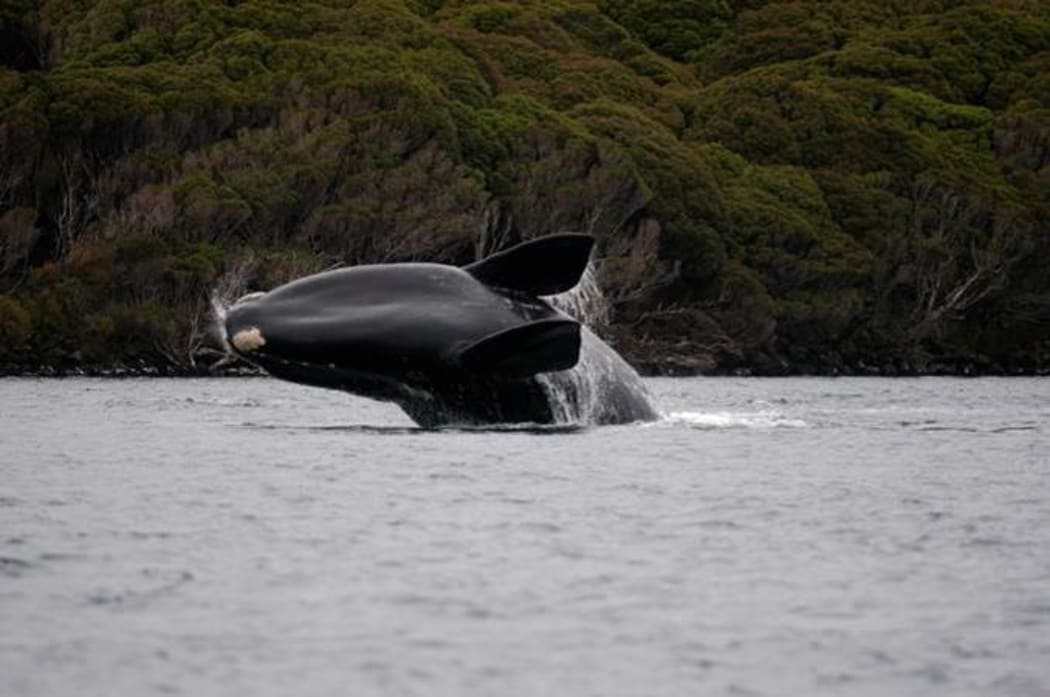 Southern right whale breaching out of the water, Auckland Island.