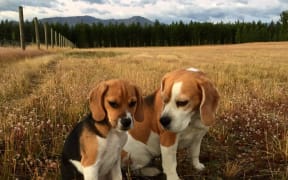 Bean, who turned out not to be purebred, with another beagle.