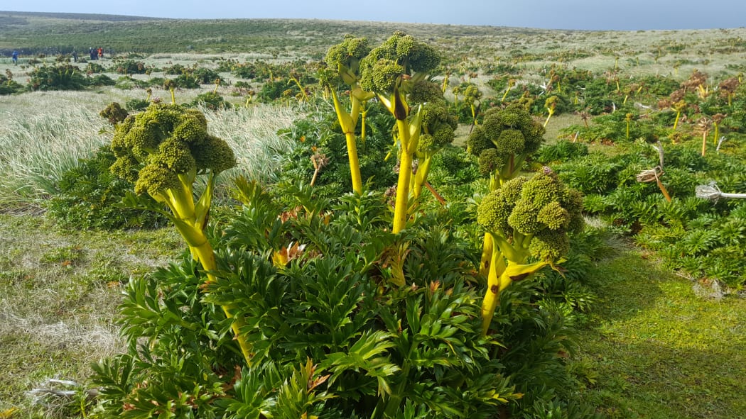 Megaherb on the Auckland Islands.