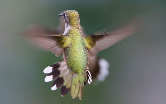 Hummingbird in flight